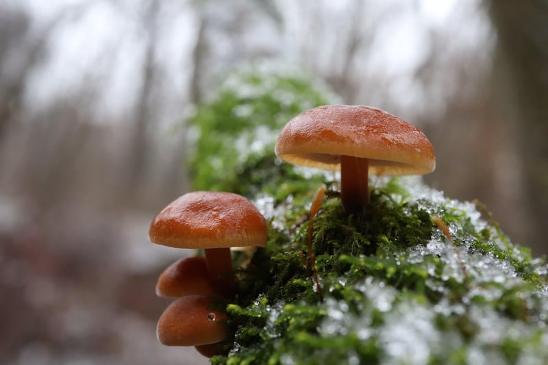 Forest-Inspired Food