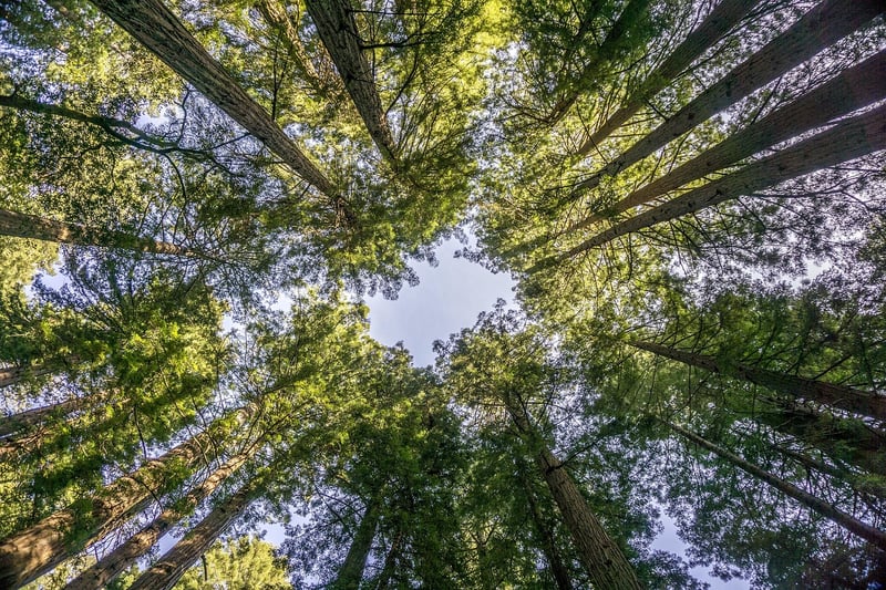 Muir Woods National Monument, California